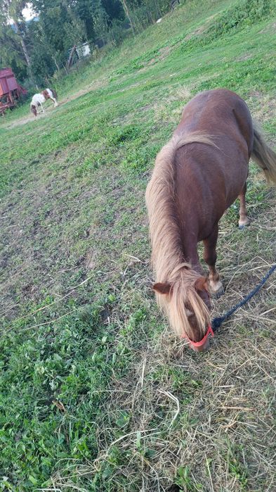 Vând ponei(iapă) de 6 ani  gestantă in 6 luni