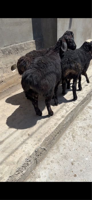 Qozila sotiladi.