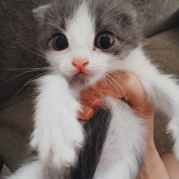 Отдам котят бесплатно