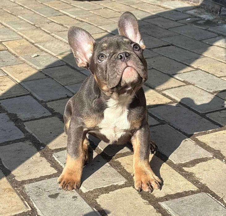 французский бульдог