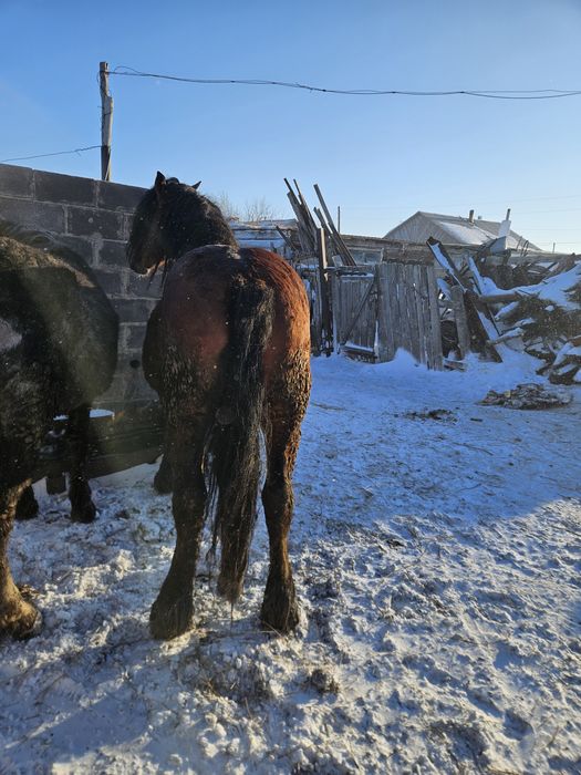 Жеребец продаётся