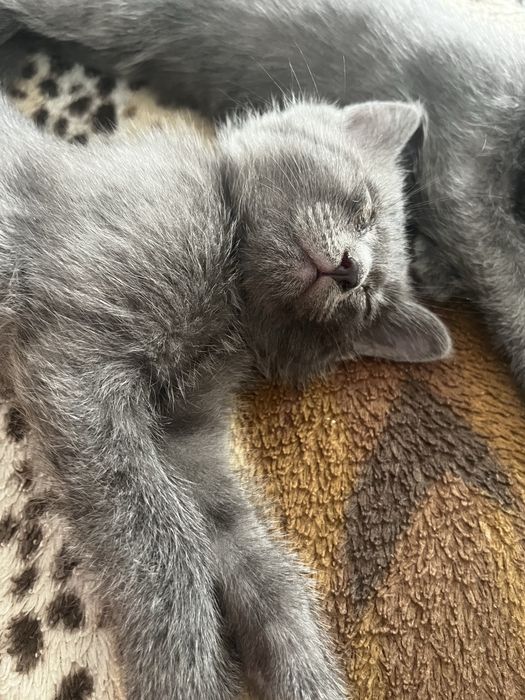 отдам котят добрые руки