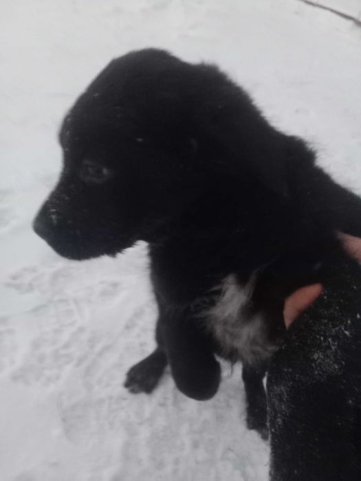 Щенок лабрадора ретривера