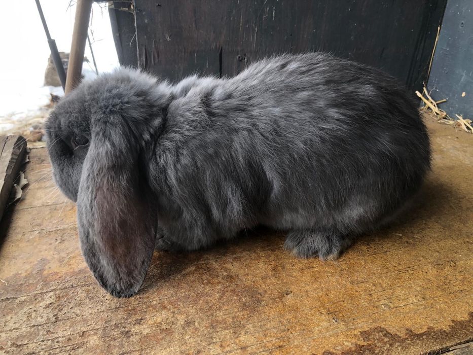 Vand iepure berbec german