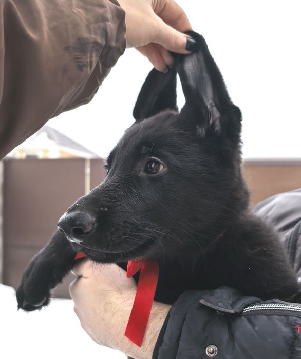 Щенок восточноевропейской овчарки