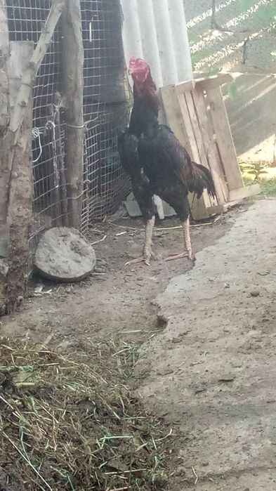 Dakan sotiladi narxini