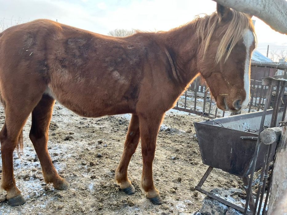 Продается лошадь..