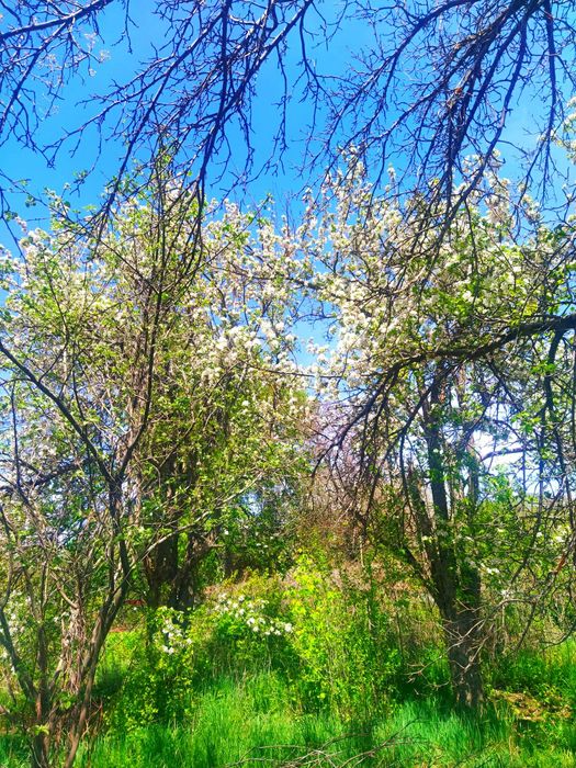 Срочно продам Дачу