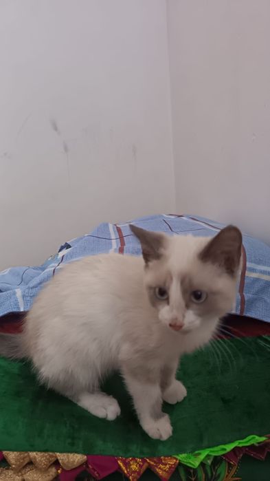 Котята, отдам в добрые руки