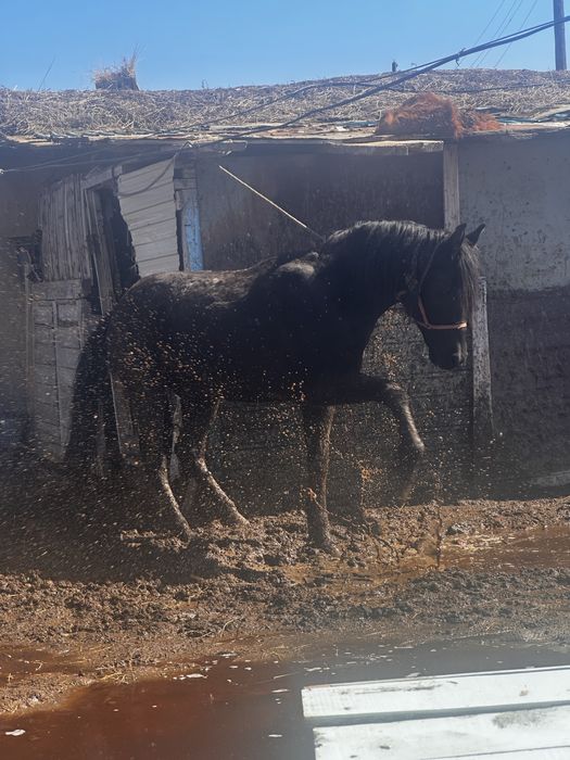 Араб полукровка айгыр