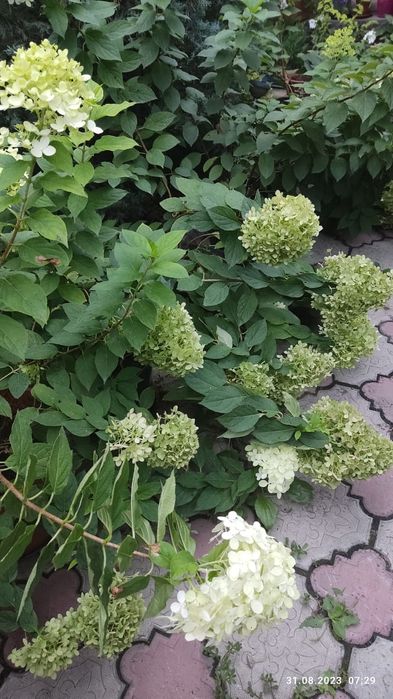 Продам гортензию  тую брабант