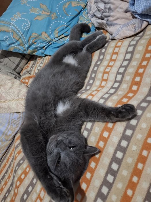 Отдам хороший рук кот