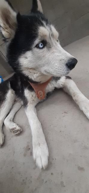 Xaski zotli it sotiladi