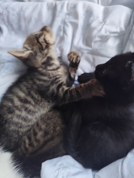 подарявам котенца на 1 месец