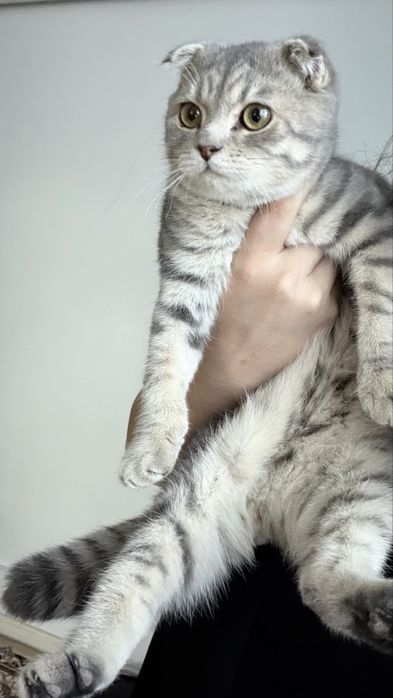 шотландский вислоухий кот