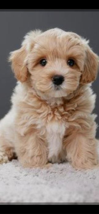Maltipoo apricot fetiță
