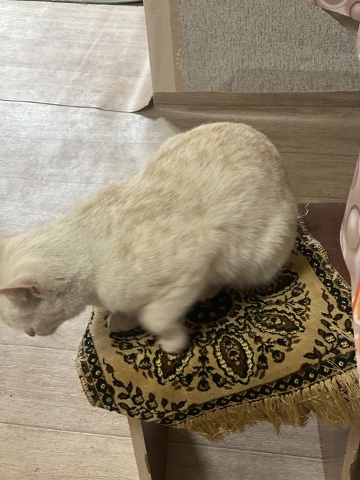 Срочно кот пропал