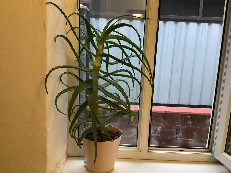 Продам алоэ высота 80 см