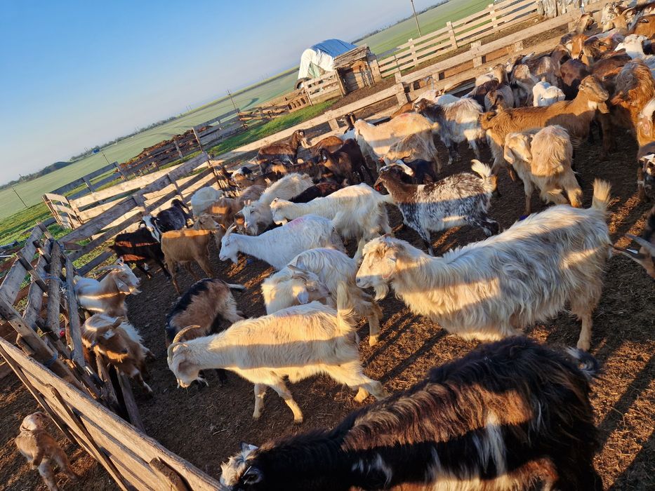 Vând capre tinere si bune de lapte