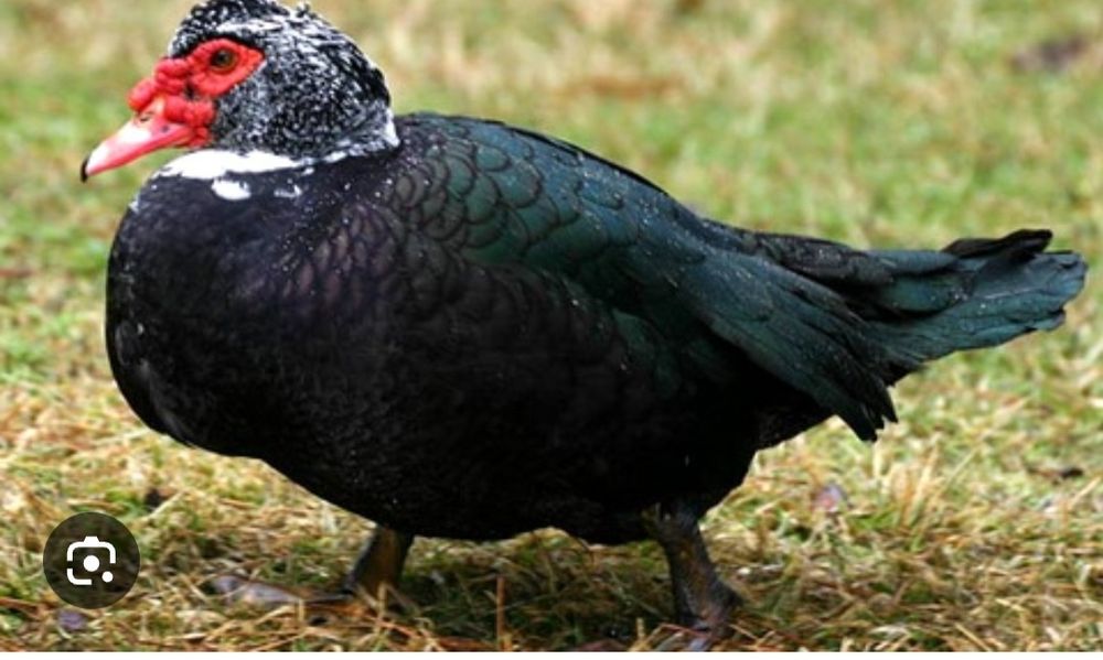 Индоутки мускусные утки