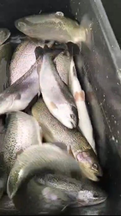 Рыба свежая ФОРЕЛЬ