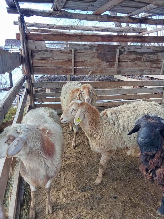 Продам Баранов !