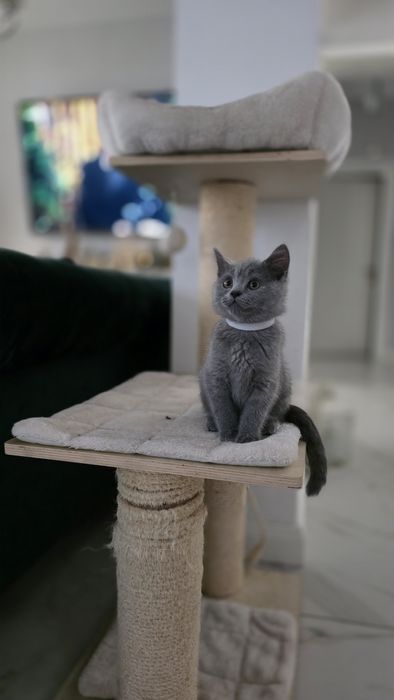 British shorthair blue