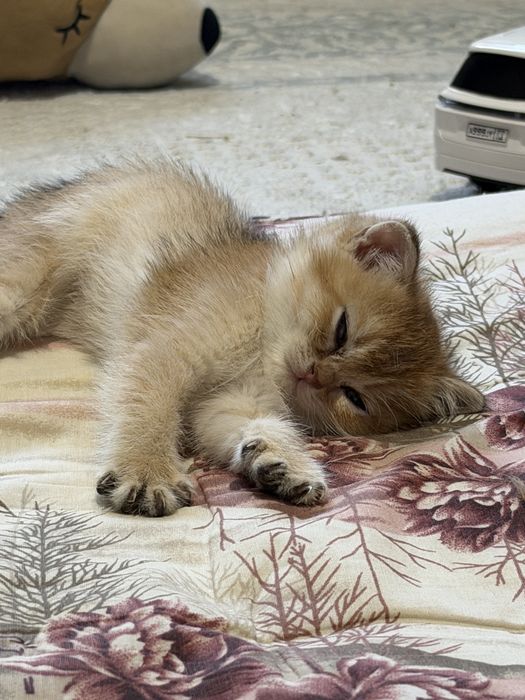 Котенок золотая шиншилла