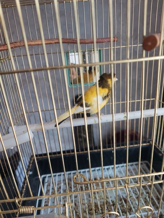 Канарейка вместе с клеткой