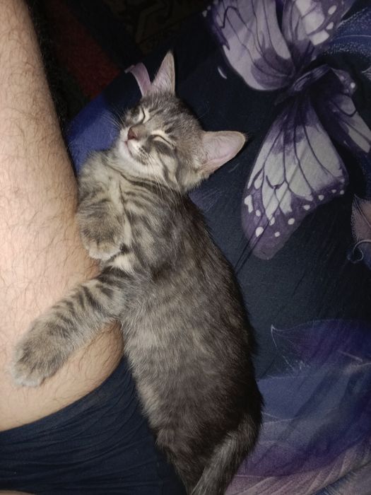 Кошечка девочка 3.5 месяца.