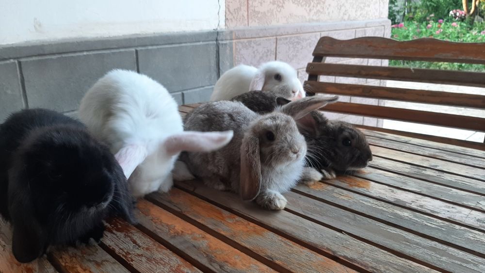 Karlik baran quyonchalar sotiladi