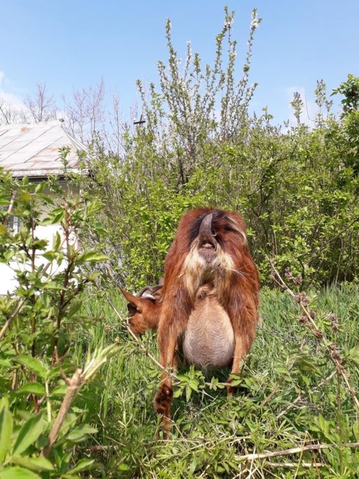 Ieduțe din mamă murciniana rasă pura bună de lapte