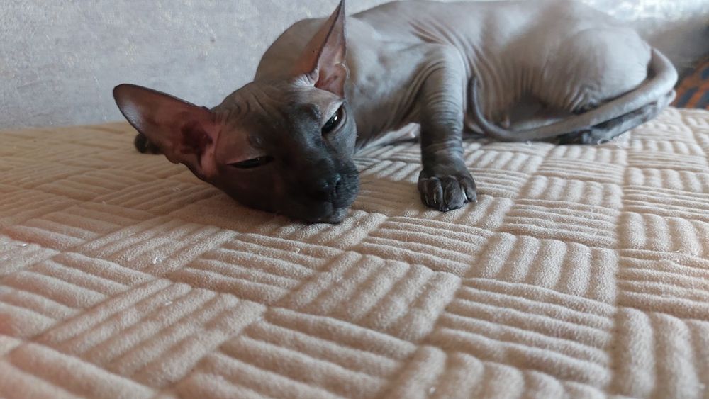 Ищем жениха сфинкса