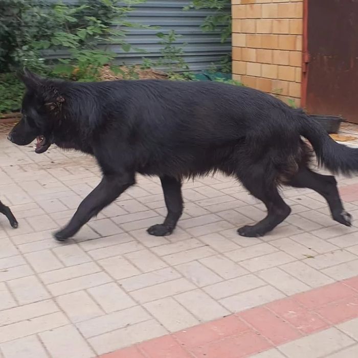 Продам собак немецких овчарок