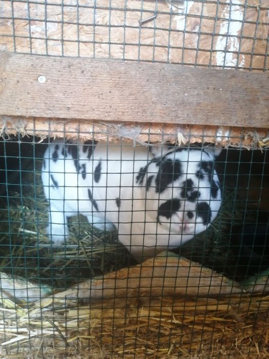 Iepurași Rex și cap de leu