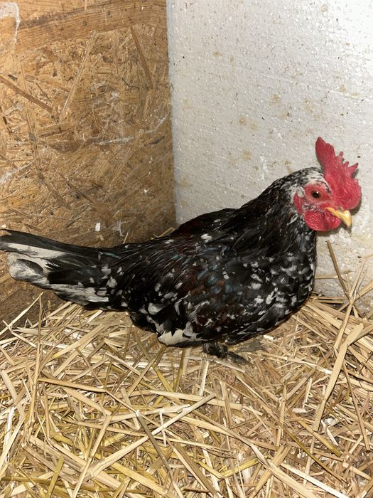 Vând cocoși pitic 6 luni