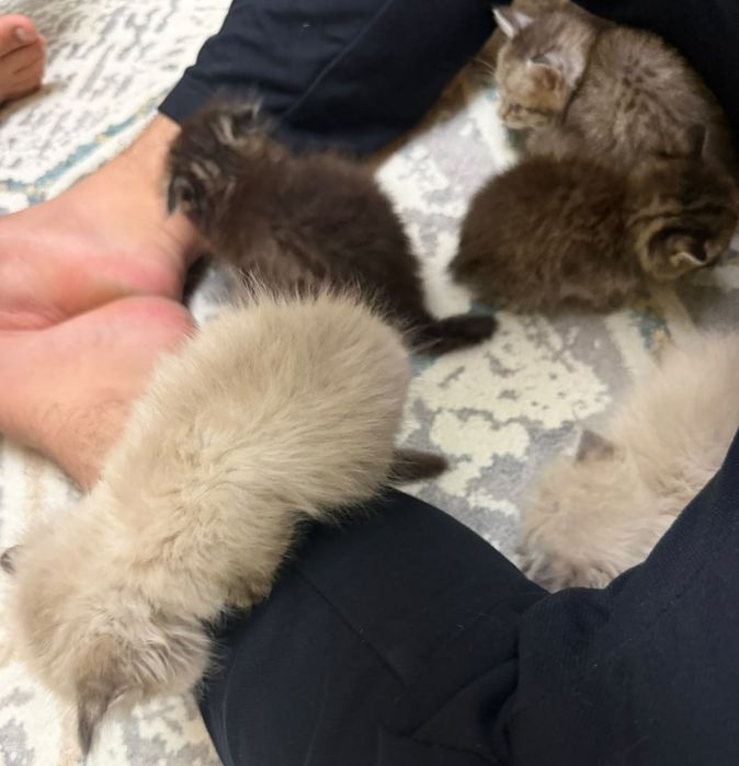 Британские Котята