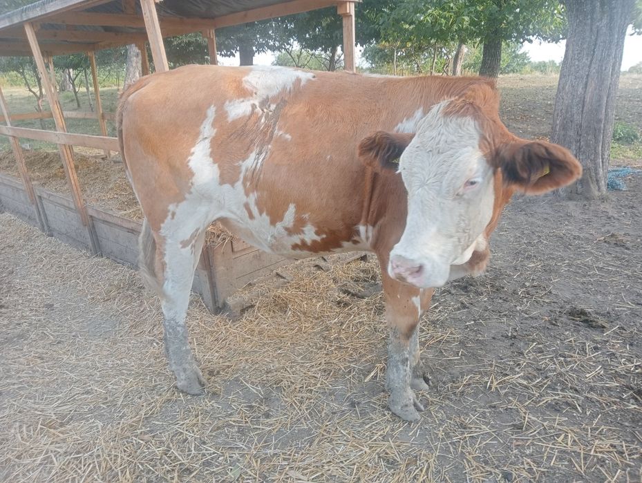 Vând 3 juninci gestante