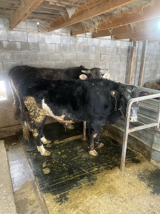 Бык Алатауской породы