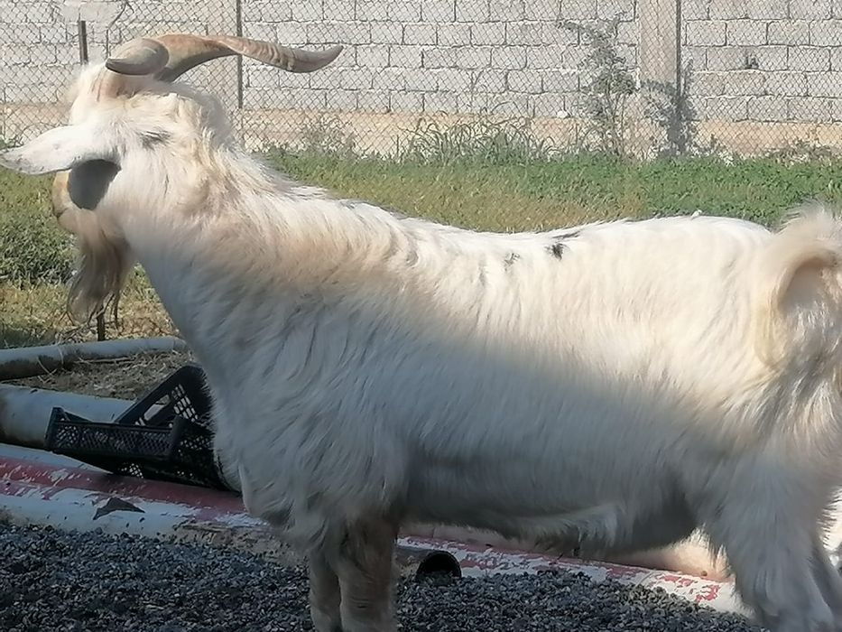 Козы занинка нубийцы дойные