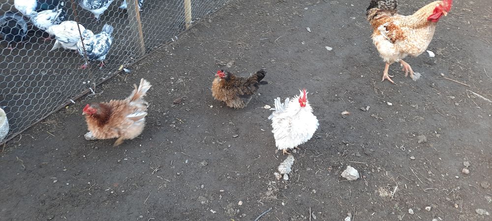 Vind păsări de tara