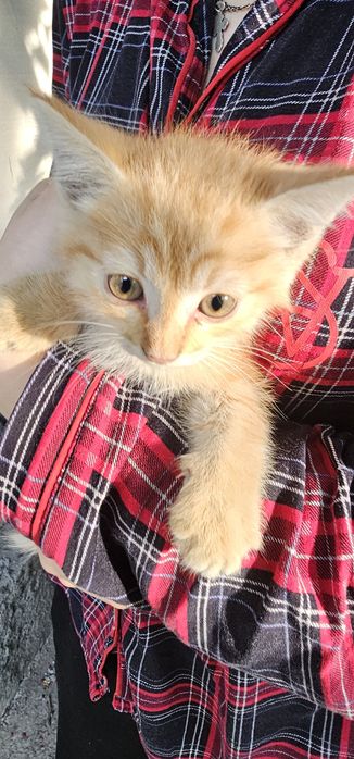 Отдам котенка. Рыжий мальчик.Отдам котенка окрас -рыженький.