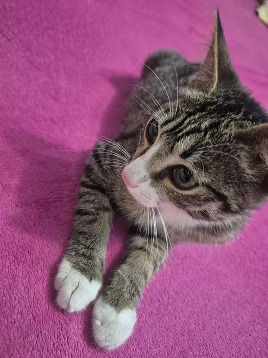 Срочно отдам котёнка!