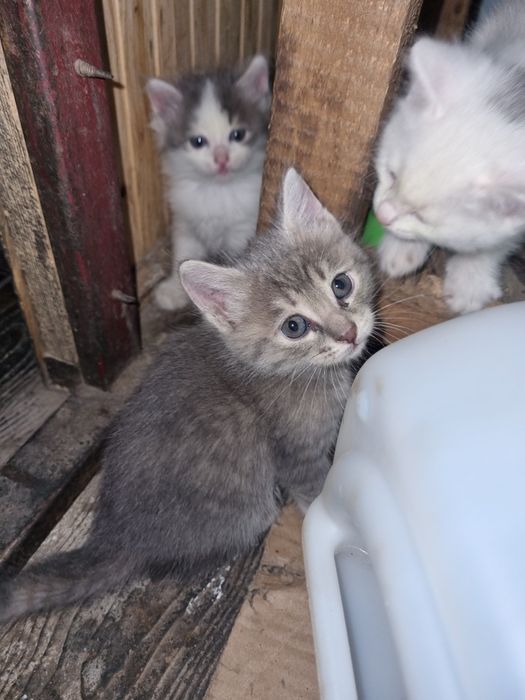 Котята 5 недель в добрые руки