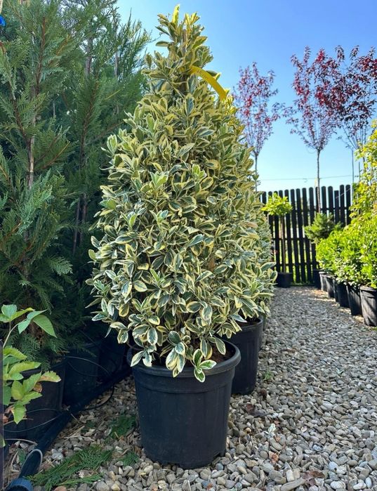 Plante ornamentale