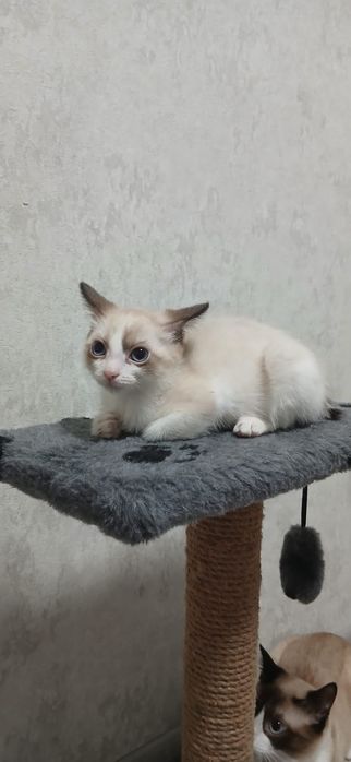 Отдам котят в добрые руки