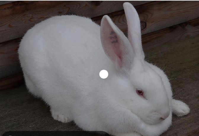 Продам молодых кроликов породы белый великан все прививки зделаны