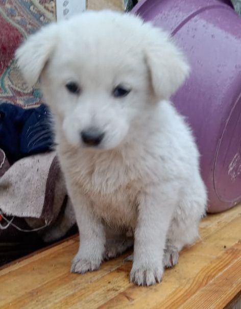 Отдам щенков в хорошие руки