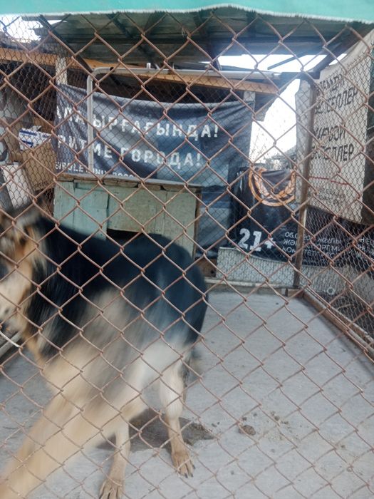 Овчарка немецкий