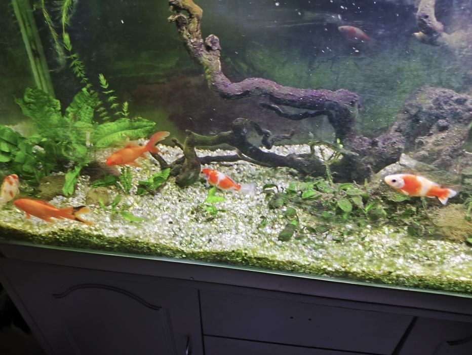 Рыбки в аквариум золотая комета